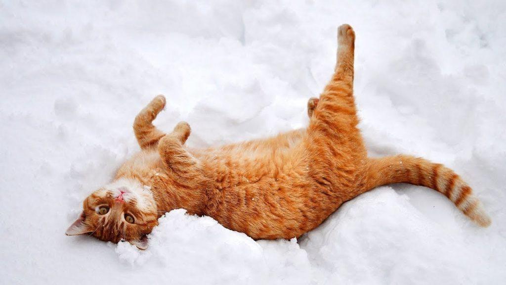 Надежный метеоролог: как определить погоду по тому, как лежит кот (ни одна примета ни разу не подвела)