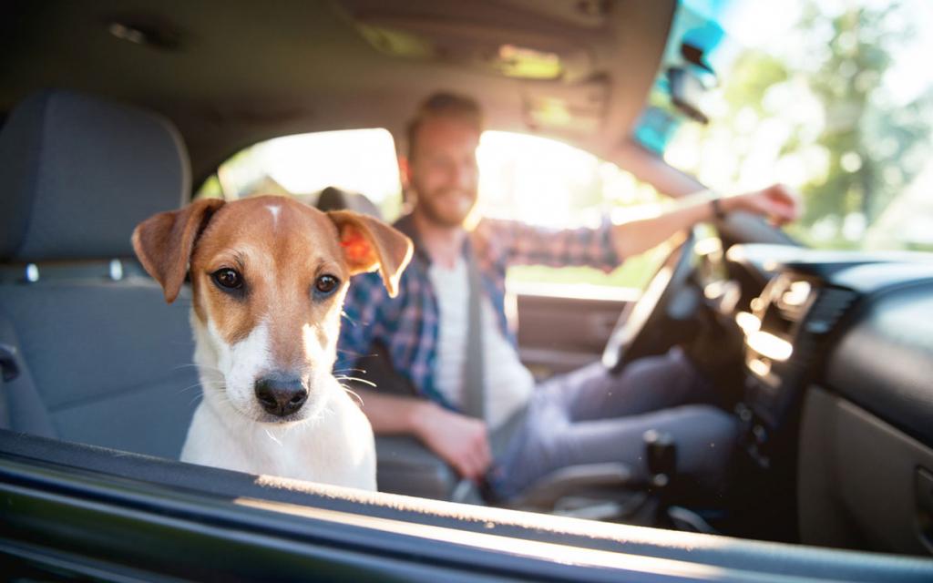 Как я избавилась от запаха собаки в машине: проверенные лайфхаки