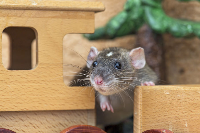 Немецкие ученые научили крыс играть в прятки