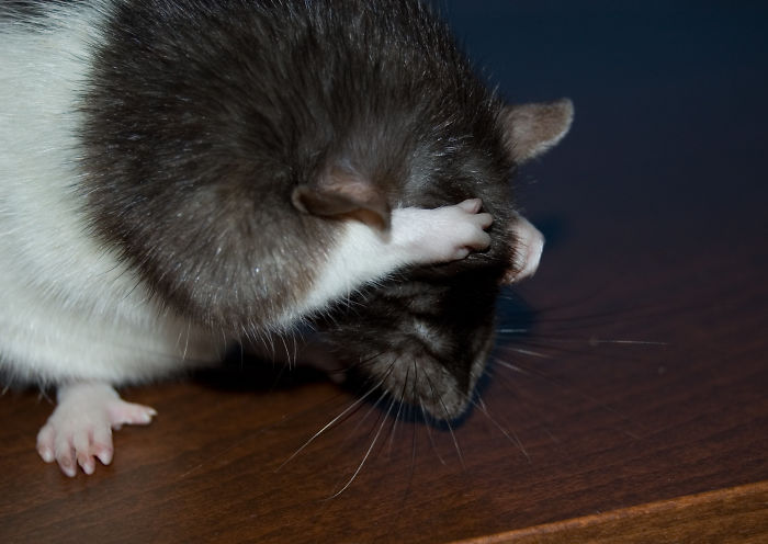 Немецкие ученые научили крыс играть в прятки