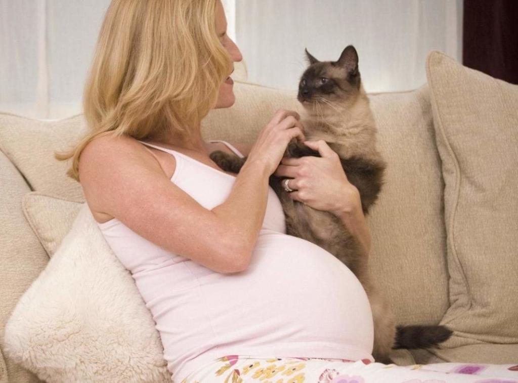 Для защиты малыша и другие причины, почему кошка ложится на живот беременной: народные приметы и научное объяснение
