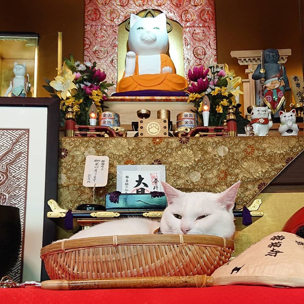Святилище «Мяу-Мяу»: идеальное место посещения для кошачьих фанатиков в Японии