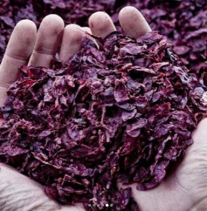 Из винограда получается не только вино: итальянский дизайнер изобрел растительную кожу, которая изготавливается из винограда