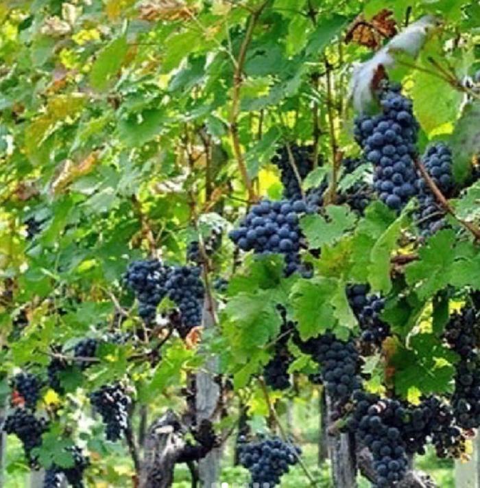 Из винограда получается не только вино: итальянский дизайнер изобрел растительную кожу, которая изготавливается из винограда