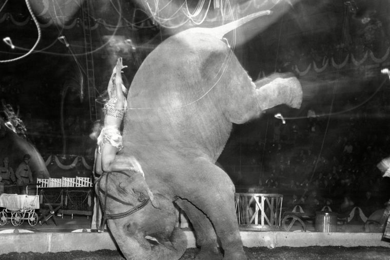 10 винтажных фото, показывающих, каким был цирк в начале прошлого века