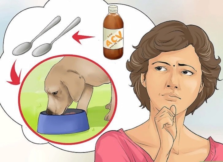 Почистить ушки и избавиться от блох: как можно использовать яблочный уксус для ухода за собакой
