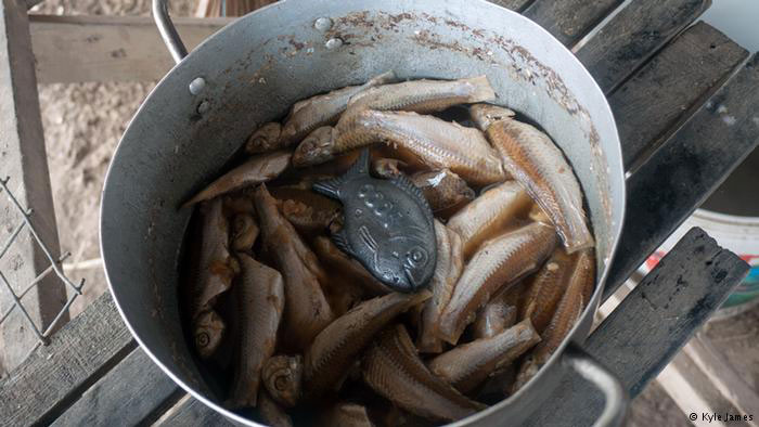 Железная рыбка за 25 $: она способна увеличивать количество железа в воде и пище, принося пользу здоровью