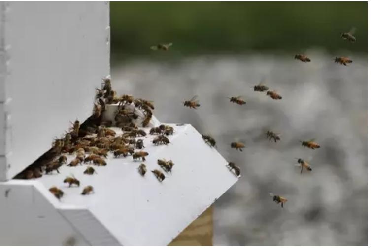 Международный цифровой улей - следующий шаг в решении проблемы исчезновения пчел и других насекомых-опылителей