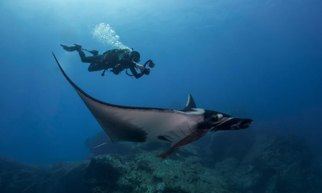 Если вы ищете встречи с акулами и морскими дьяволами, надеясь избежать толпы или хотите исследовать подводные обломки: лучшие погружения в мире для вас