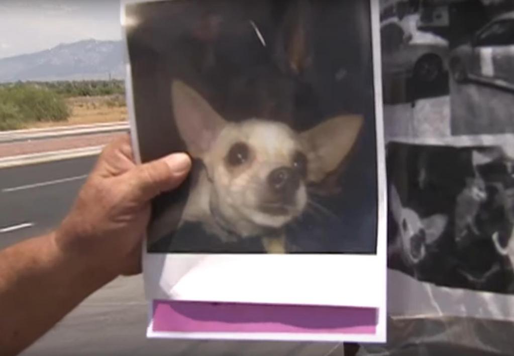 Мужчина потерял любимую собаку, прожившую с ним 2 года. Нашедшему обещано вознаграждение – небольшой дом и участок земли