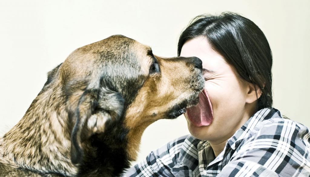 Собака постоянно лижет хозяина или воздух? Это тревожный признак, считают кинологи