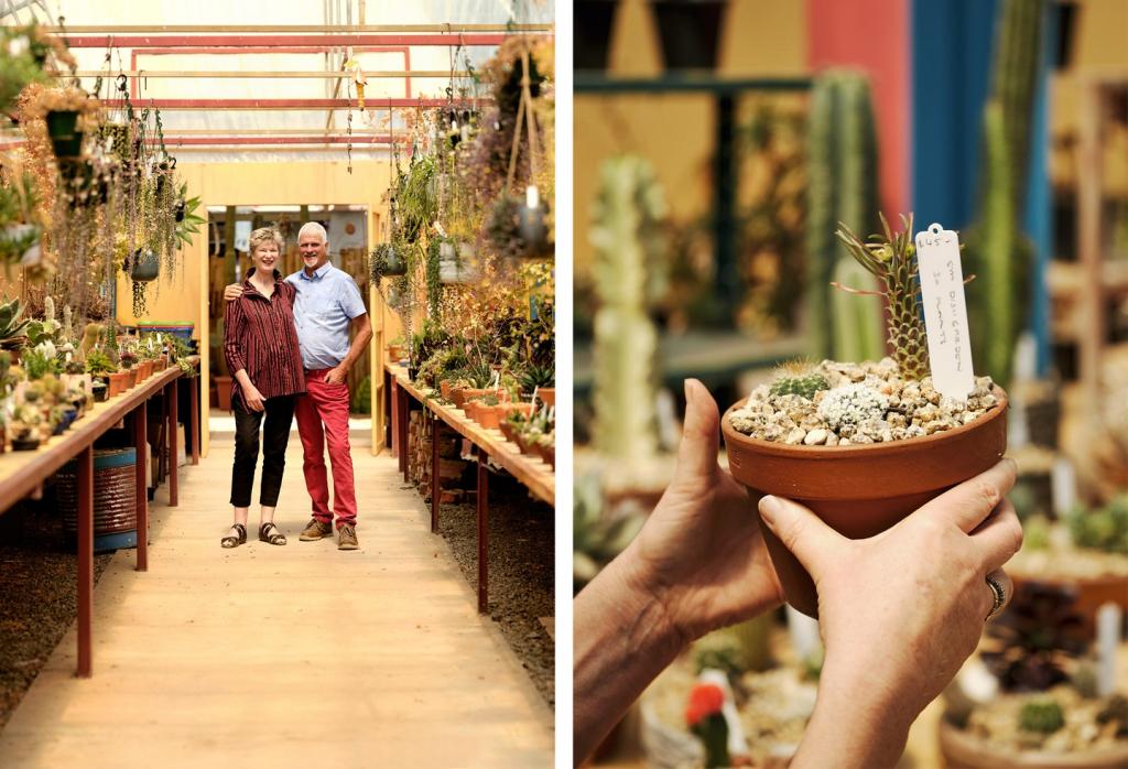 Из подаренной коллекции кактусов австралиец сделал целый сад, куда теперь приезжают тысячи туристов