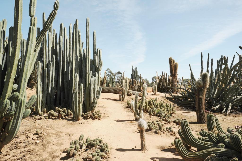 Из подаренной коллекции кактусов австралиец сделал целый сад, куда теперь приезжают тысячи туристов