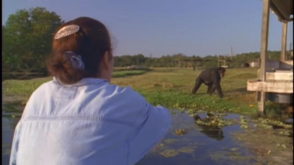 Линда заботилась о маленьких шимпанзе, а через 18 лет пришла проведать их вновь
