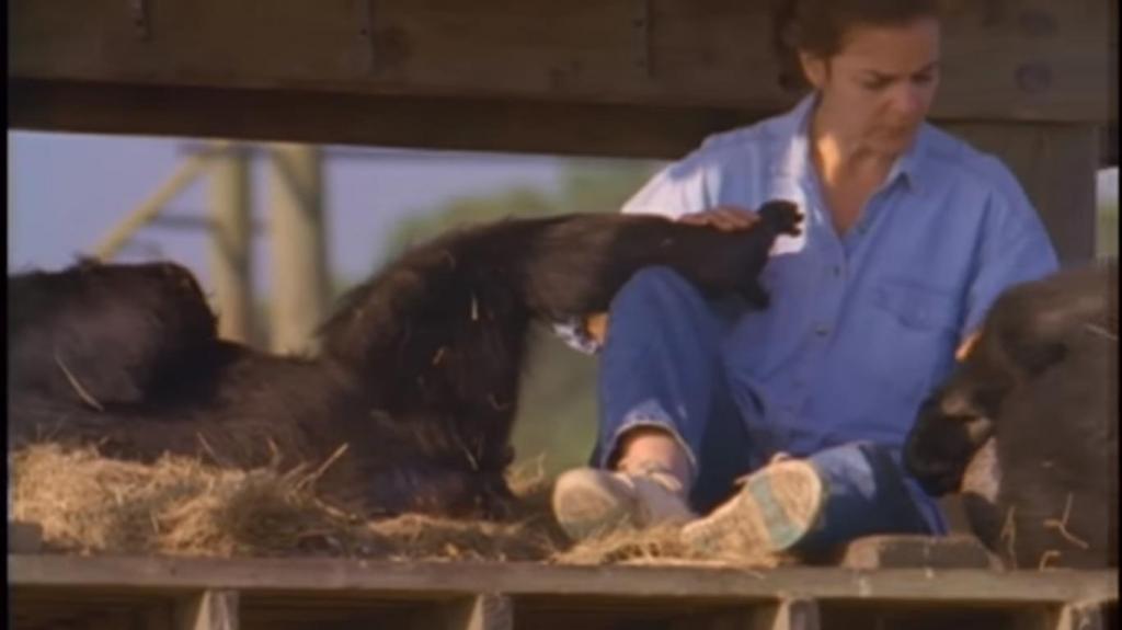 Линда заботилась о маленьких шимпанзе, а через 18 лет пришла проведать их вновь