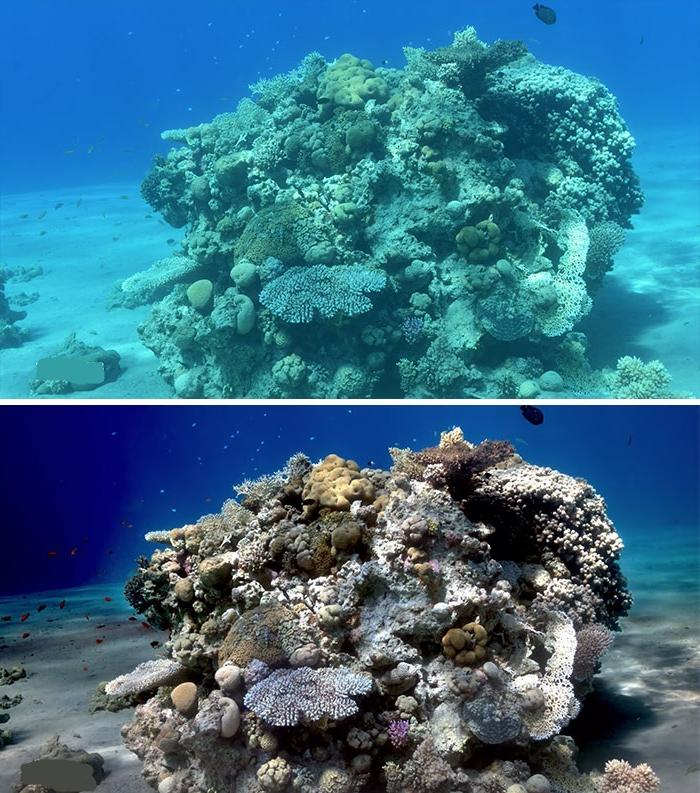 Ученые создали алгоритм, позволяющий улучшить качество подводных фотографий: 6 картинок до и после