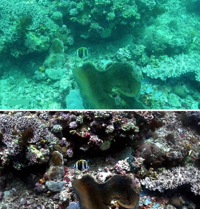 Ученые создали алгоритм, позволяющий улучшить качество подводных фотографий: 6 картинок до и после