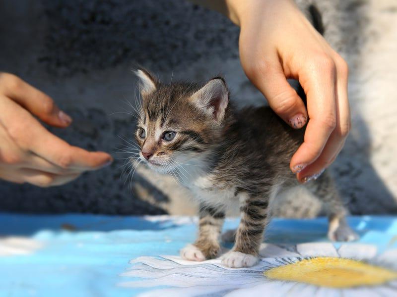 Нельзя давать коту столько еды, сколько он хочет: что должны знать владельцы котов, по мнению ветеринаров