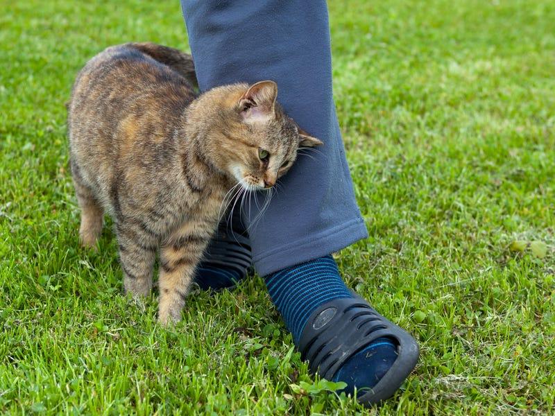 Нельзя давать коту столько еды, сколько он хочет: что должны знать владельцы котов, по мнению ветеринаров