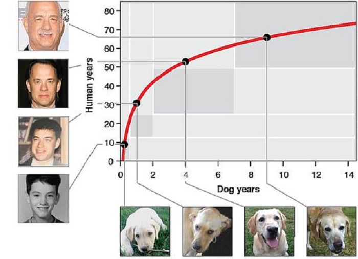 Исследователи вывели новую формулу, которая помогает определить человеческий возраст собаки