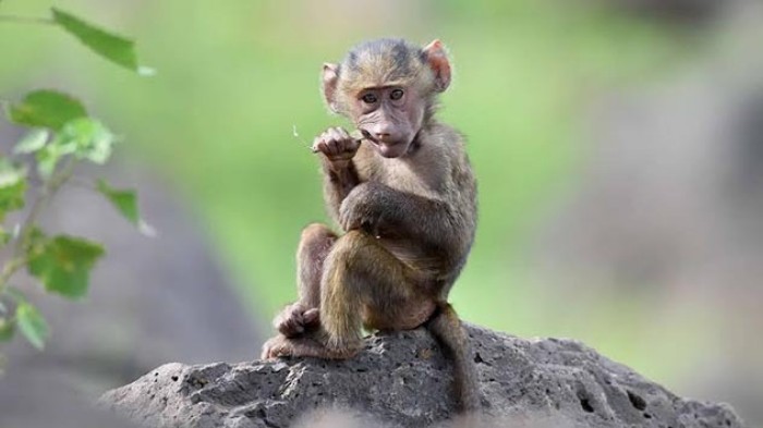 Труд сделал из обезьяны человека: 10 странных утверждений, опровергающих эволюцию
