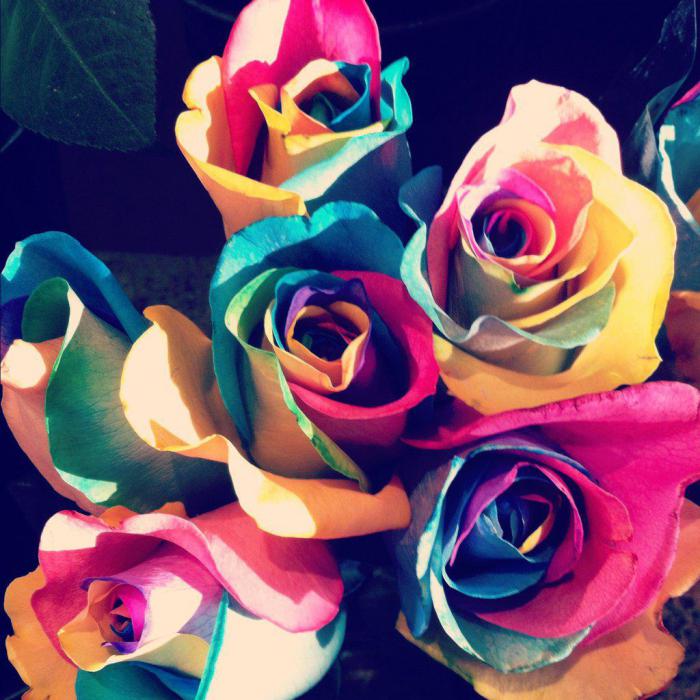 разноцветные розы