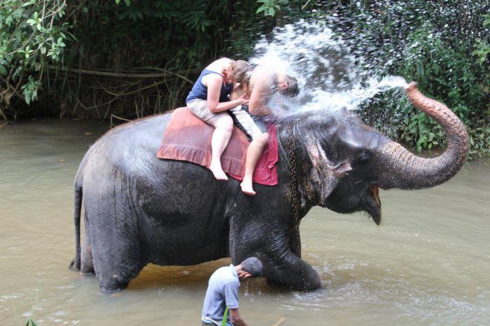 слон брызгает водой