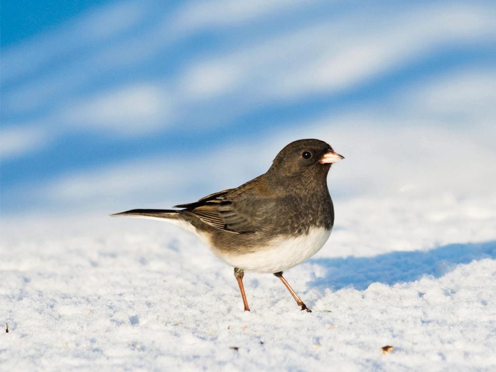 Неплохое хобби - фотографировать птиц зимой: известный профессионал дал несколько лайфхаков для любителей