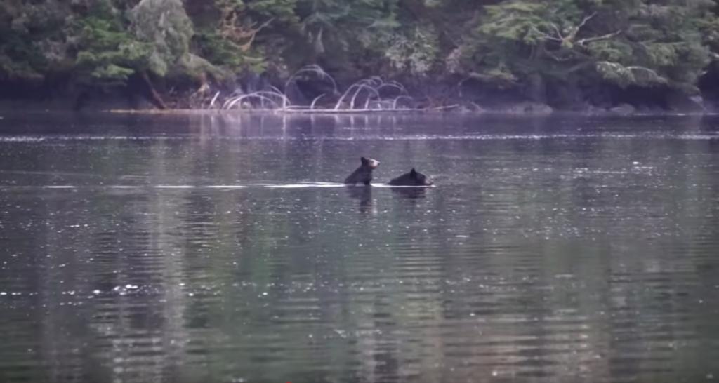 Маленький медвежонок переплывает залив на спине своей матери: видео