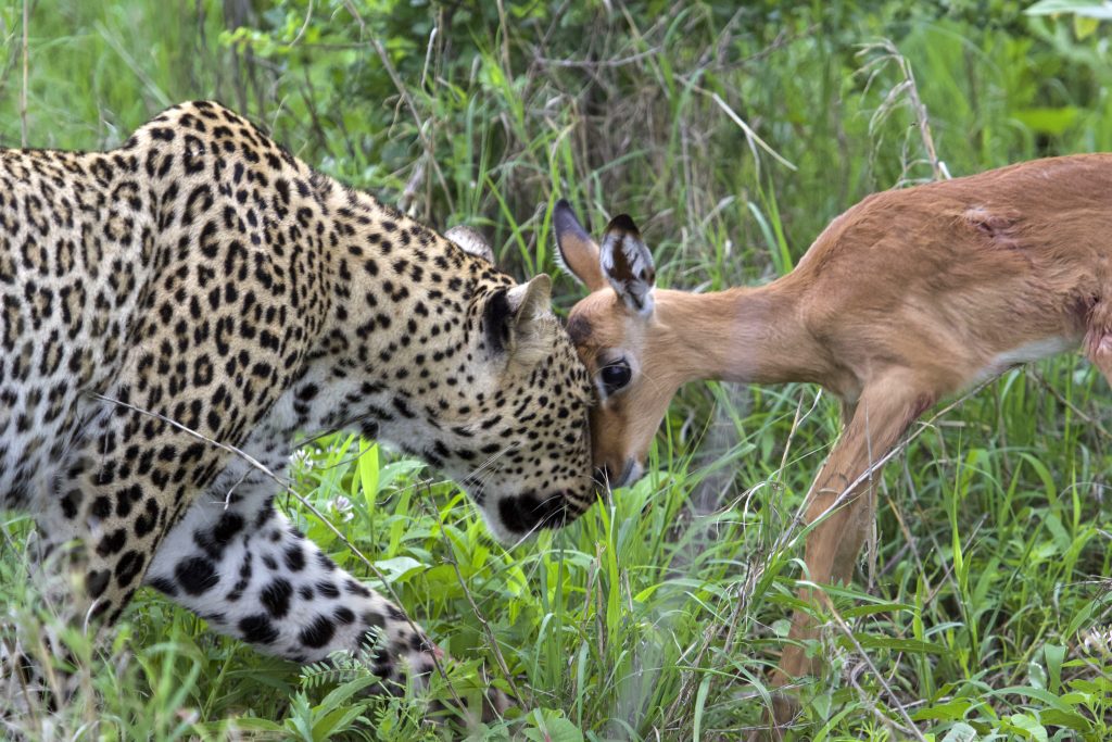 Фотограф показал свои лучшие фотографии: на них изображен леопард, играющий с детенышем импалы