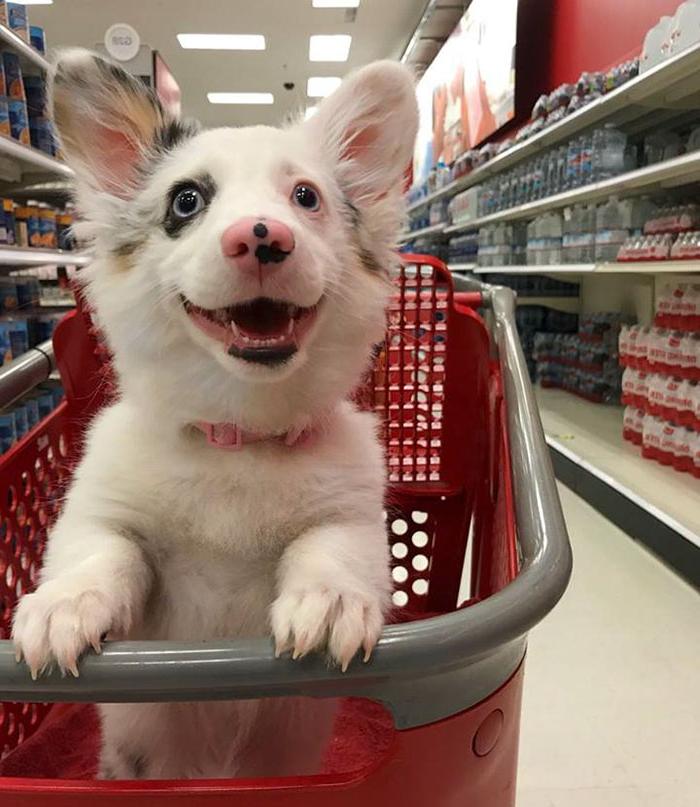 Хозяин впервые взял щенка в магазин, его реакция бесподобна