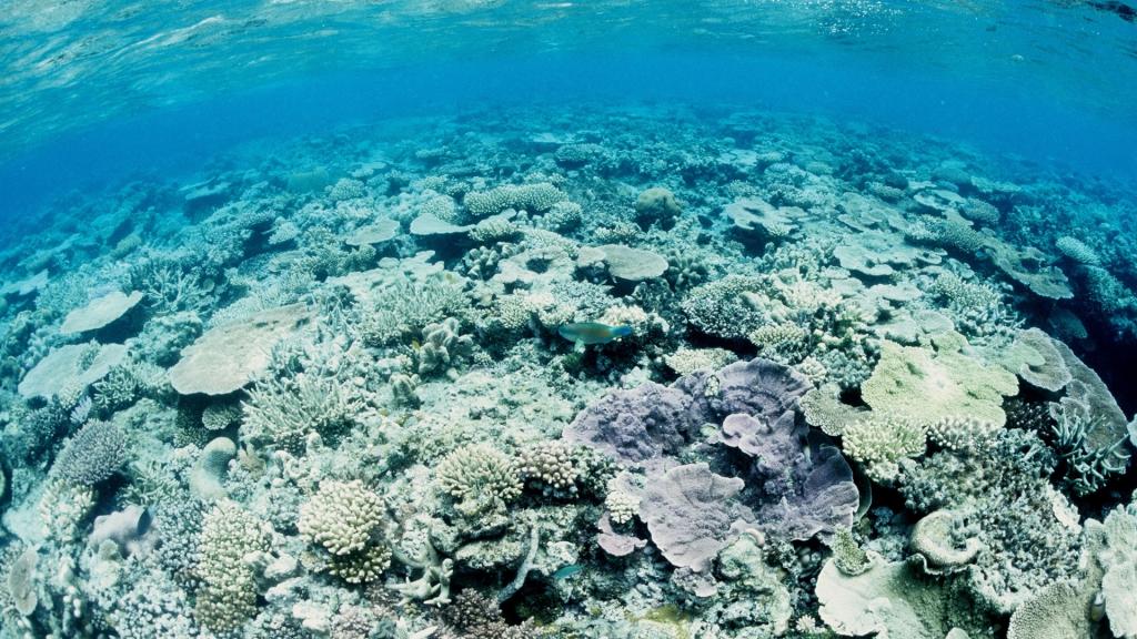 Энди Ридли, основатель акции "Час Земли", проведет перепись Большого Барьерного рифа
