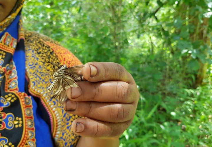 Раньше калечили, теперь лечат: жители кенийской деревни вырубали леса, а теперь выращивают бабочек и расселяют их по миру