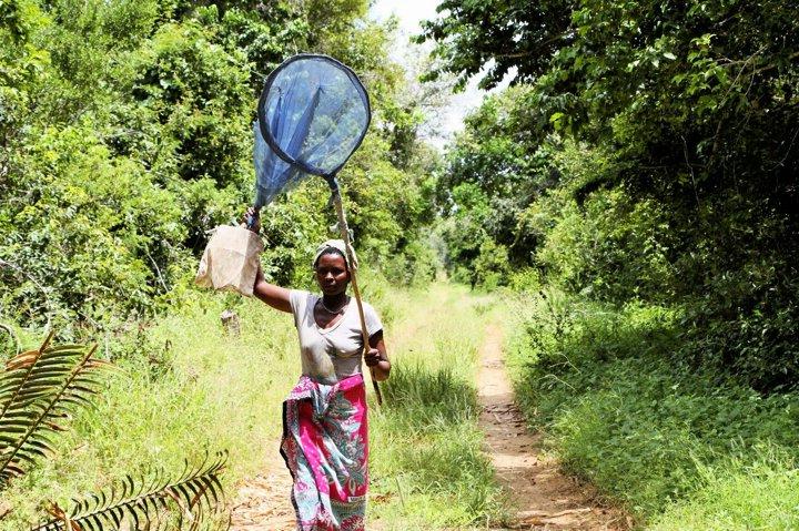Раньше калечили, теперь лечат: жители кенийской деревни вырубали леса, а теперь выращивают бабочек и расселяют их по миру
