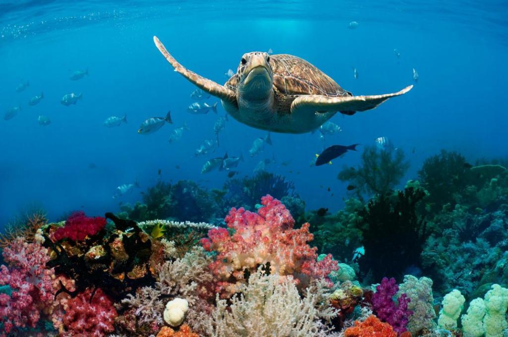 Каждый год в океан попадает 8 миллионов кубометров пластика. Интересные факты, которые мы узнали об океанах за последние 10 лет