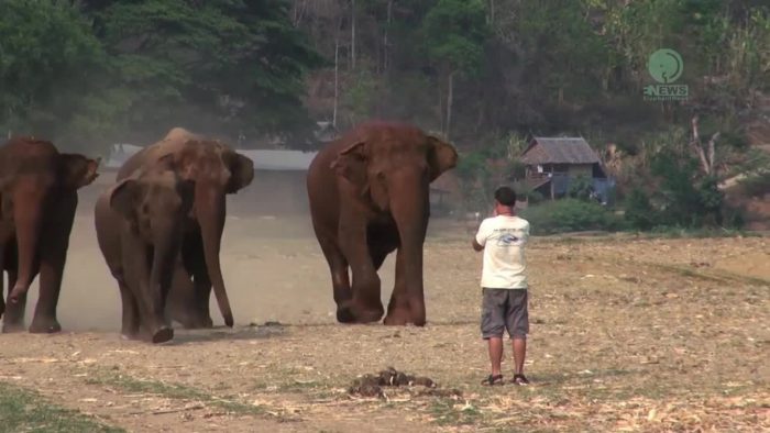 Мужчине достаточно двух слов, чтобы слоны сразу прибежали к нему: удивительная связь между хозяином и животными