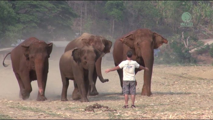 Мужчине достаточно двух слов, чтобы слоны сразу прибежали к нему: удивительная связь между хозяином и животными