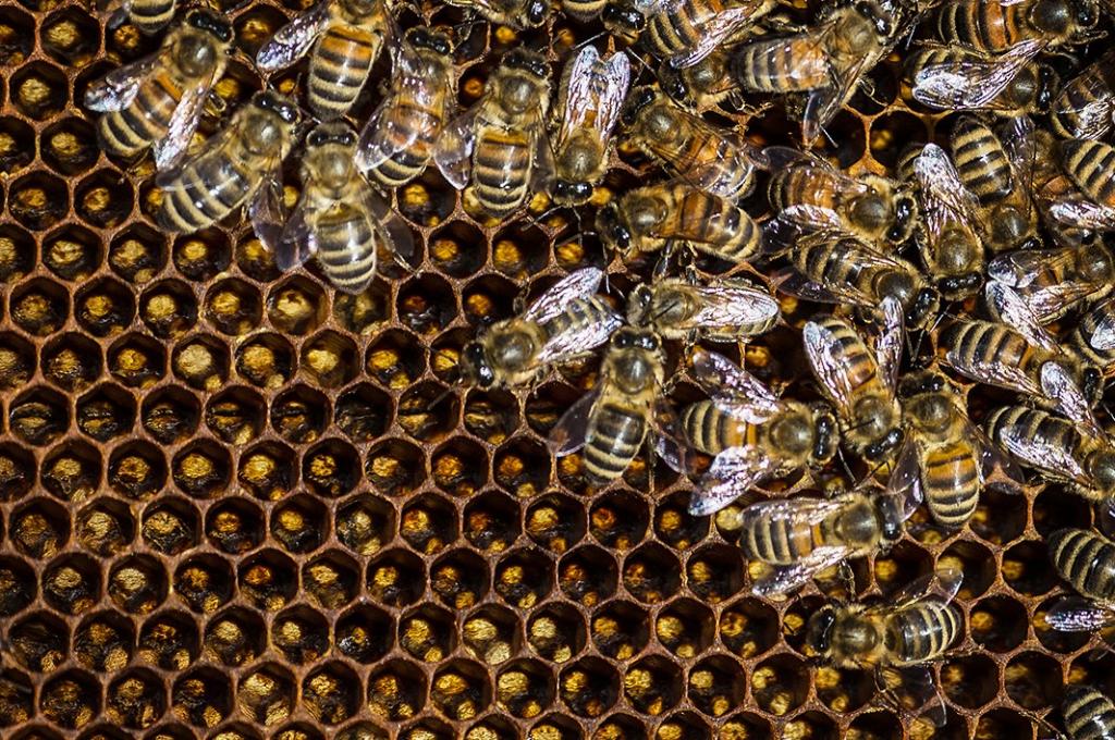 Пчеловоды считают, что в исчезновении пчел виновато производство миндального молока