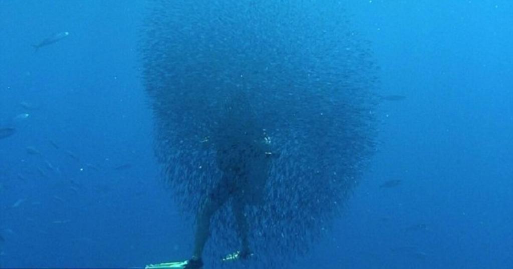 Египетский дайвер оказался в ловушке из тысяч мелких рыбешек, на которых охотилась китовая акула
