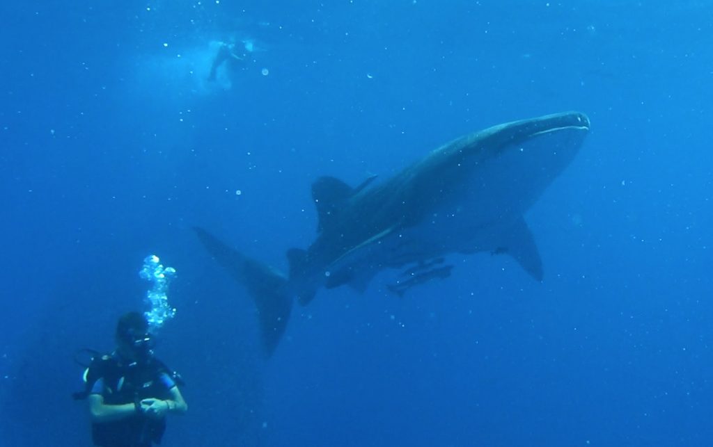 Египетский дайвер оказался в ловушке из тысяч мелких рыбешек, на которых охотилась китовая акула