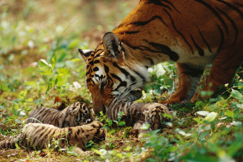 Фотография тигриной семьи не оставила равнодушными пользователей Twitter