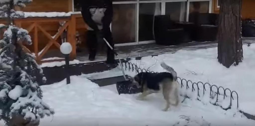 Собака не дает своей хозяйке чистить снег во дворе: забавное видео