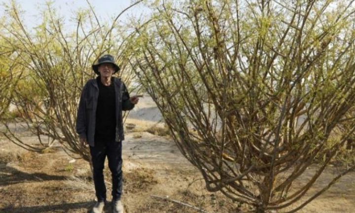 В Израиле фермер выращивает в пустыне исключительно библейские растения