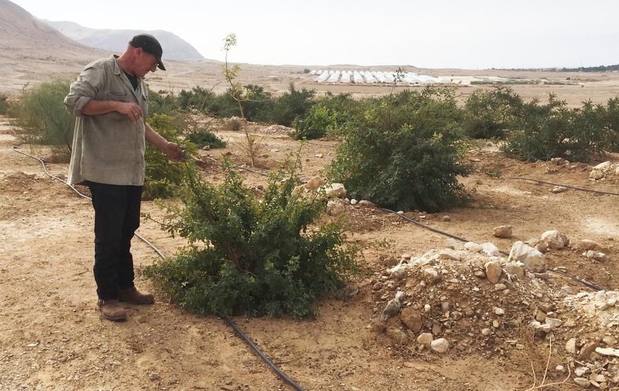 В Израиле фермер выращивает в пустыне исключительно библейские растения