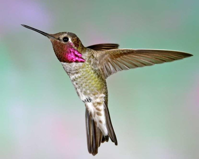 Ученым удалось выяснить причину необычного окраса оперения колибри