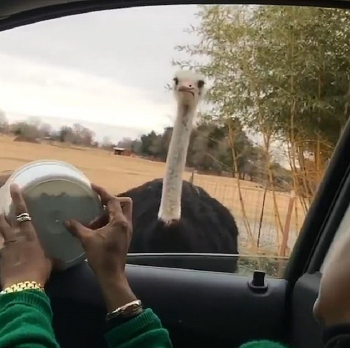 Женщина хотела угостить оленя едой. Но животного отогнал страус и стал клевать пищу (видео)