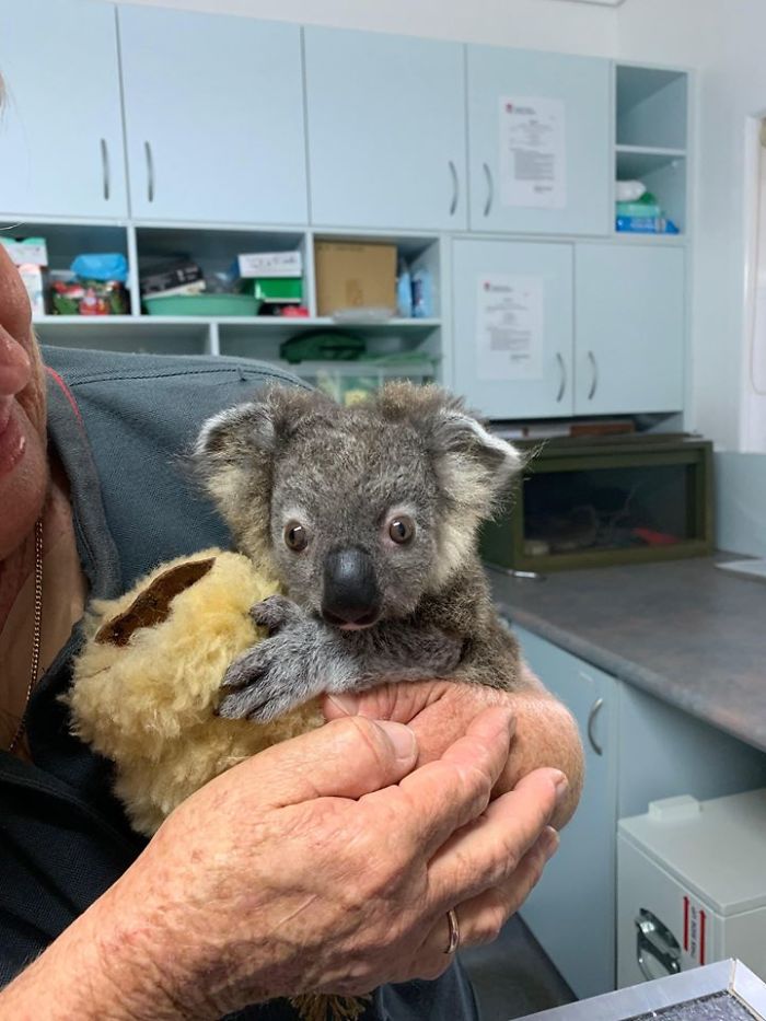 Собака спасла маленькую коалу. Люди попытались ее выходить (фото после)