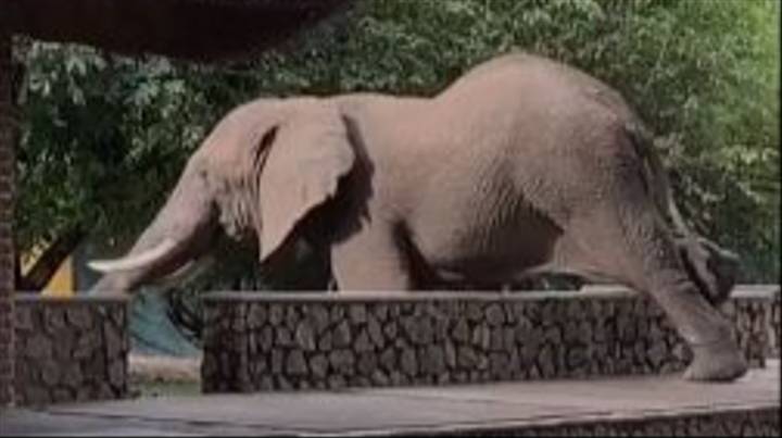 Умный слон перелез через забор, чтобы украсть манго с соседнего дерева