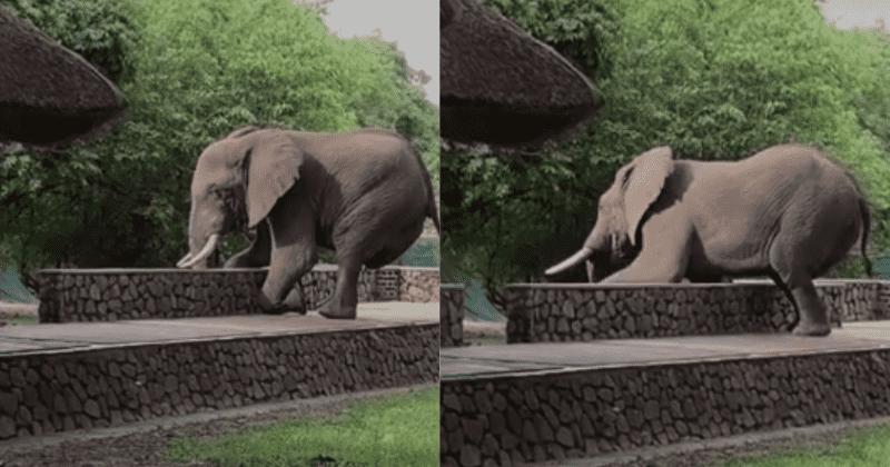 Умный слон перелез через забор, чтобы украсть манго с соседнего дерева