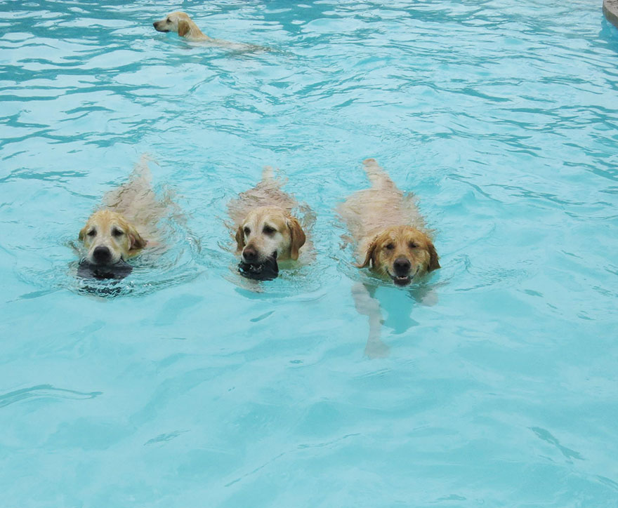 Курорт для собак с солнечными ваннами и большим бассейном в виде кости, где питомцы могут хорошо отдохнуть и повеселиться (фото)